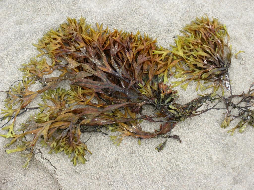 Alge am Strand, wie taugen Algen als Nahrung